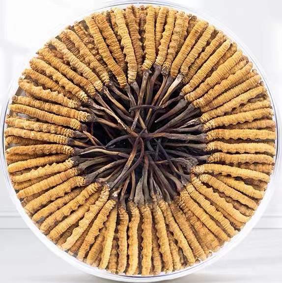 巴音郭楞冬虫夏草回收